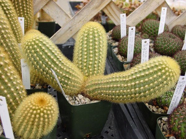 Cleistocactus_icosagonus